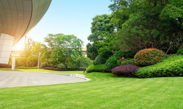 Cost of Commercial Shrub Trimming in Santa Monica