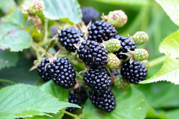 Cost of Blackberry Bush Removal in Santa Monica