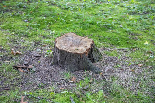 Cost of Bush Stump Removal in Santa Monica