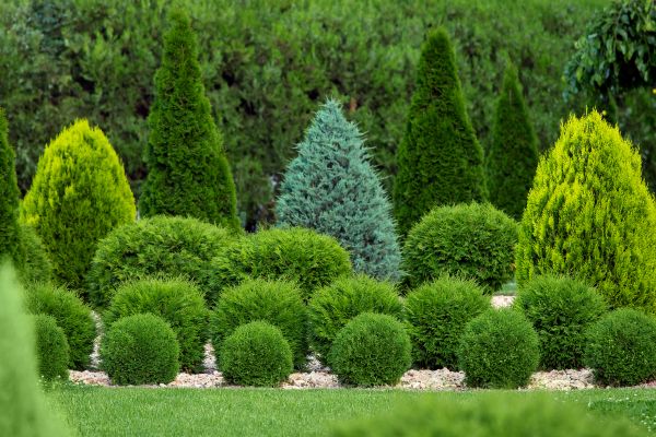 Cost of Bush Trimming Service in Santa Monica