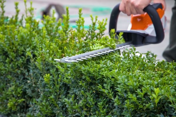 Cost of Hedge Pruning in Santa Monica