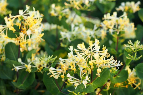 Cost of Honeysuckle Removal in Santa Monica
