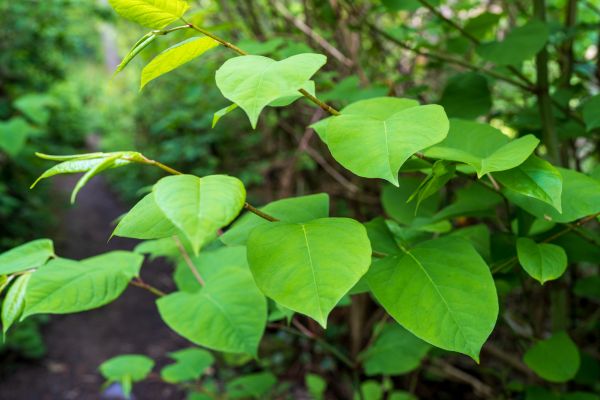 Cost of Invasive Plant Removal in Santa Monica