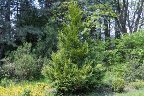 Cost of Juniper Pruning in Santa Monica