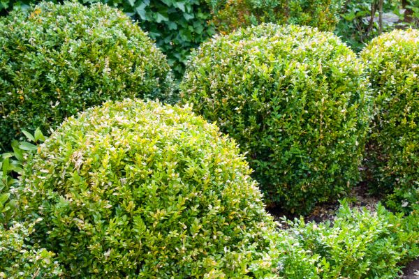 Cost of Landscape Trimming Service in Santa Monica