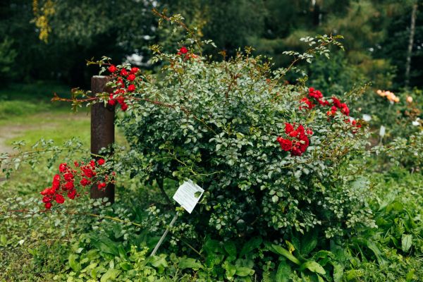 Cost of Rose Bush Removal in Santa Monica