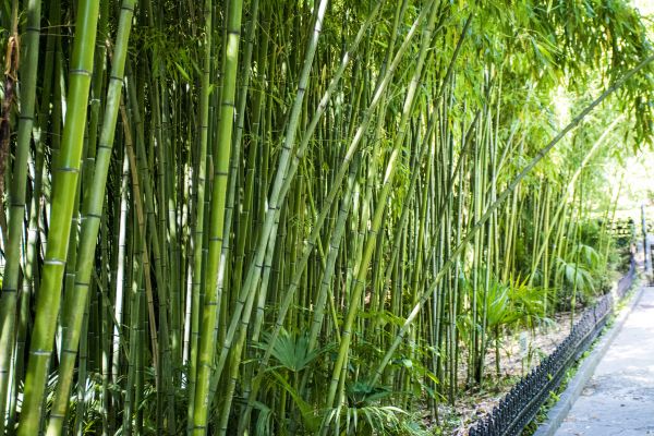 Cost of Bamboo Root Removal in Santa Monica