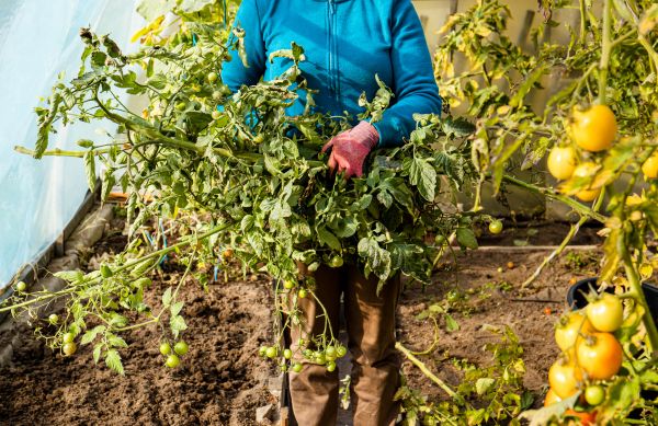 Cost of Garden Plant Removal in Santa Monica