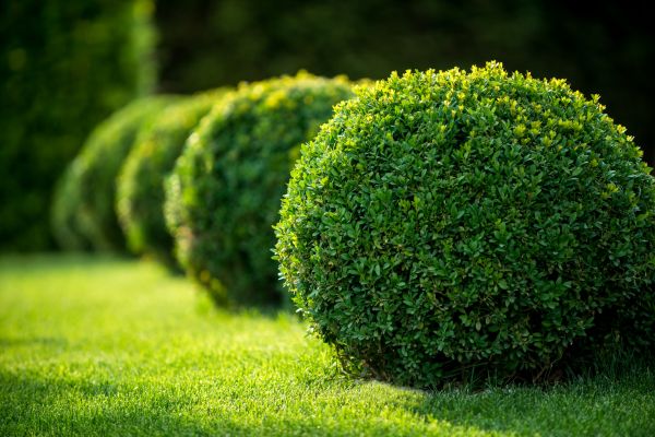 Cost of Bush Pruning in Santa Monica