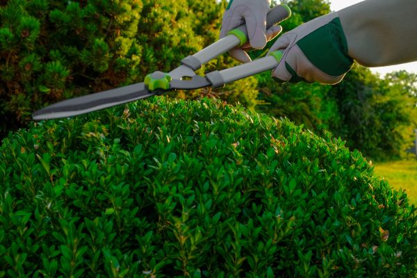 Cost of Topiary Shearing in Santa Monica