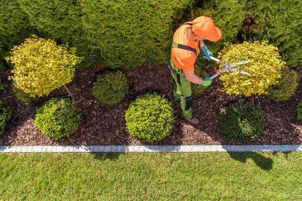 Cost of Topiary Trimming in Santa Monica
