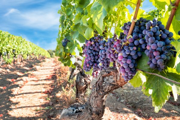 Cost of Grapevine Pruning in Santa Monica