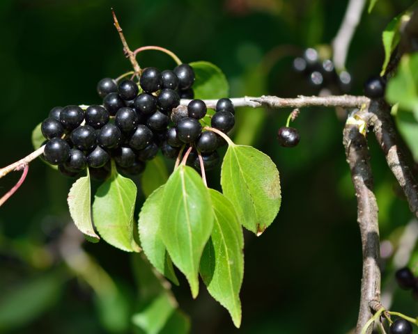 Cost of Buckthorn Removal in Santa Monica