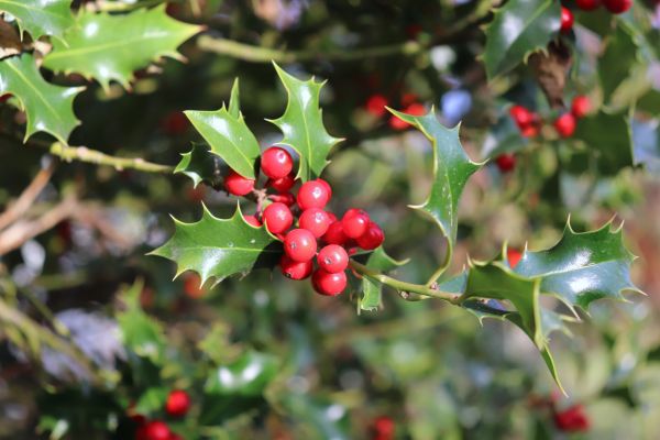 Cost of Holly Tree Trimming in Santa Monica