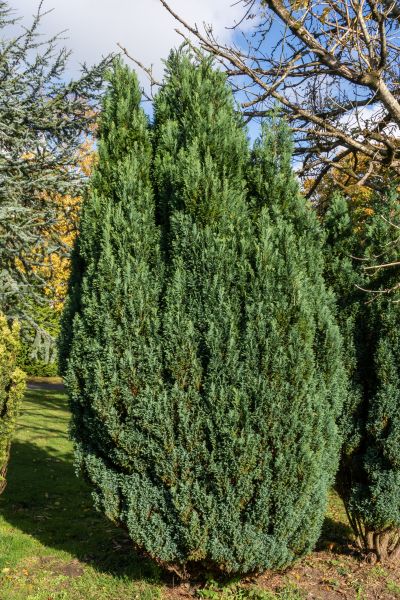 Cost of Juniper Trimming in Santa Monica