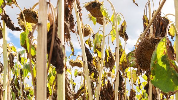 Cost of Dead Plant Removal in Santa Monica