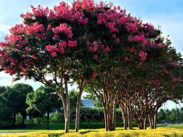 Cost of Crepe Myrtle Pruning in Santa Monica