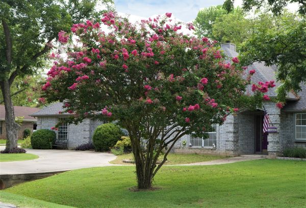 Cost of Crepe Myrtle Trimming in Santa Monica