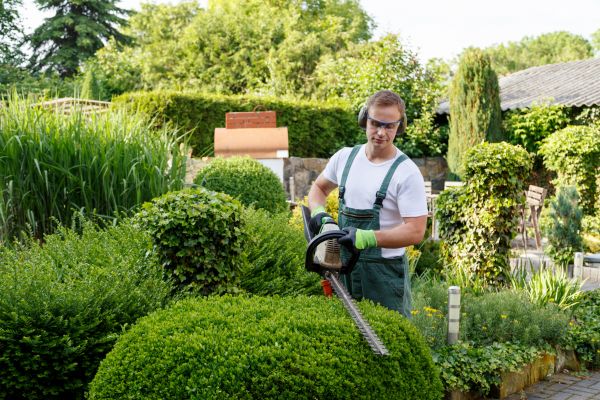 Cost of Shrubs Trimming in Santa Monica