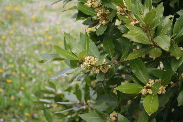 Cost of Laurel Trimming in Santa Monica