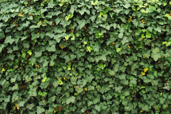 Cost of Ivy Pruning service in Santa Monica