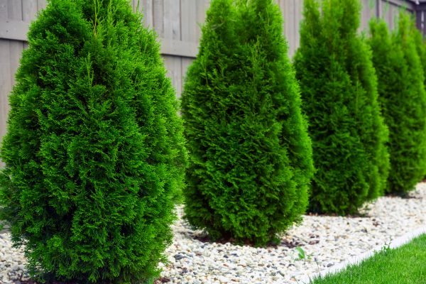 Cost of Arborvitae Shaping in Santa Monica