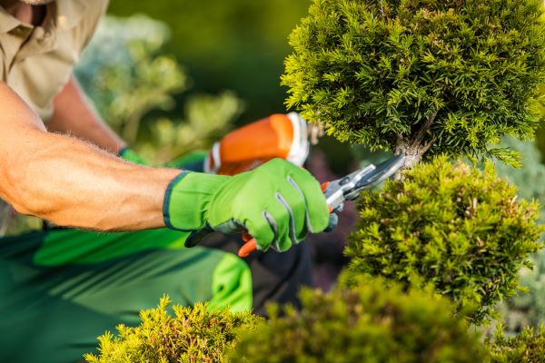 Cost of Landscape Pruning Service in Santa Monica