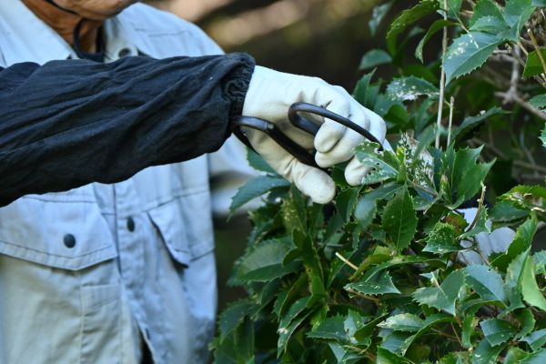 Cost of Holly Pruning in Santa Monica