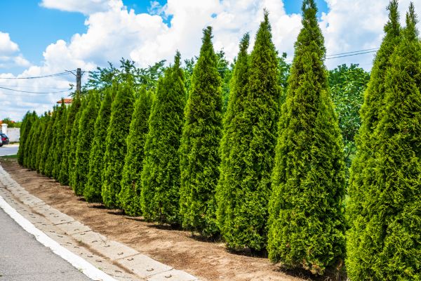 Cost of Arborvitae Shearing in Santa Monica