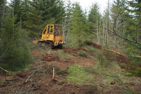 Cost of Shrubbery Clearing in Santa Monica