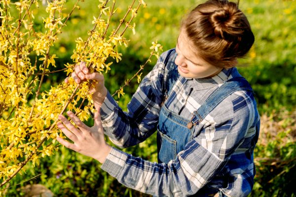 Cost of Forsythia Trimming in Santa Monica