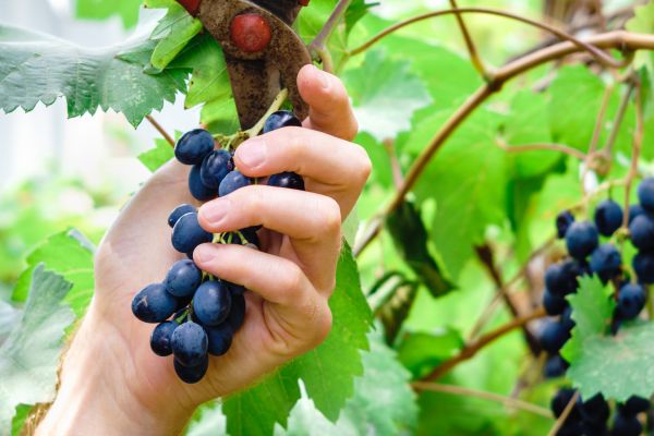 Cost of Vineyard Pruning in Santa Monica