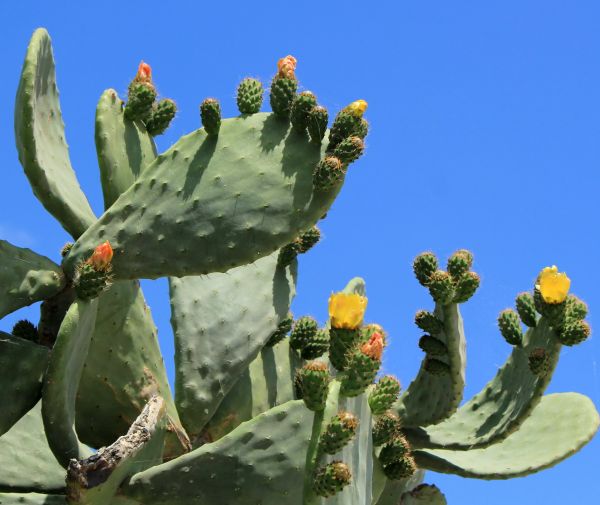 Cost of Cactus Removal in Santa Monica