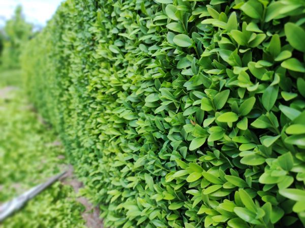 Cost of Boxwood Pruning in Santa Monica