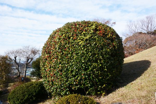 Cost of Holly Shrub Pruning in Santa Monica