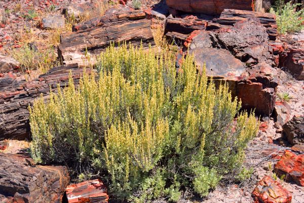 Cost of Sagebrush Removal in Santa Monica