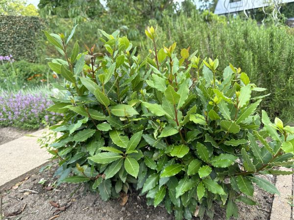 Cost of Laurel Hedge Trimming in Santa Monica