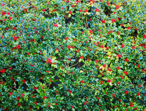 Cost of Holly Bush Removal in Santa Monica