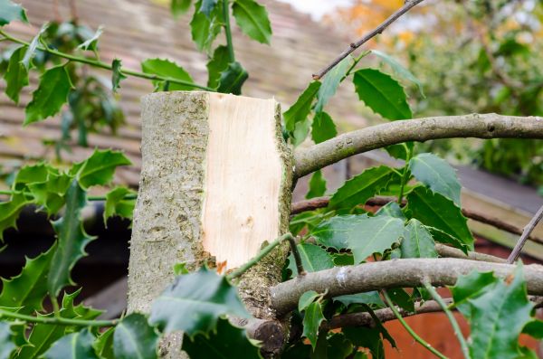 Cost of Holly Tree Removal in Santa Monica
