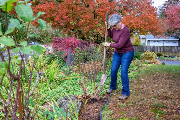 Cost of Dead Bush Removal in Santa Monica