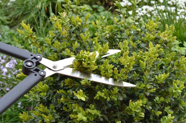 Cost of Boxwood Trimming in Santa Monica