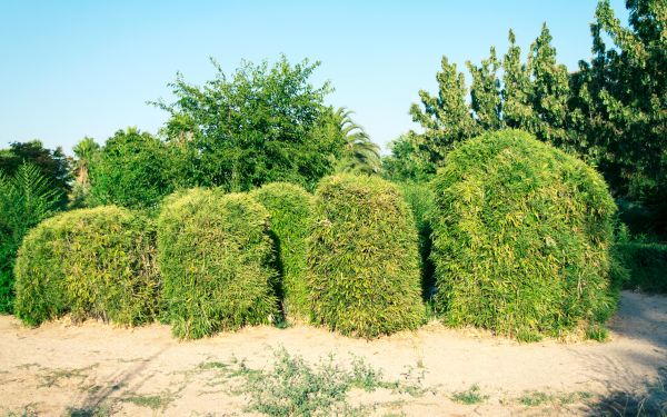 Cost of Bamboo Hedge Removal in Santa Monica