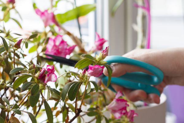 Cost of Azalea Pruning in Santa Monica