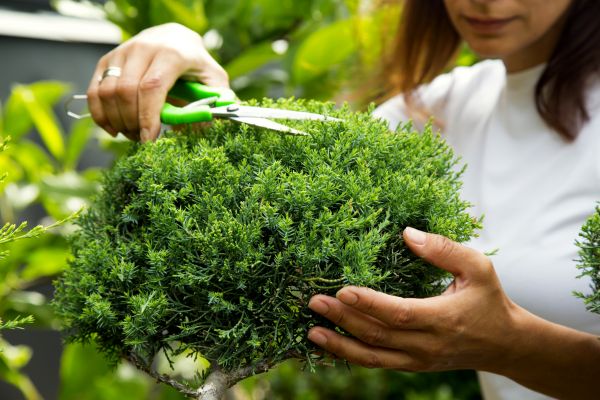 Cost of Juniper Shrub Pruning in Santa Monica