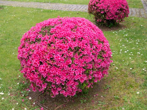 Cost of Rhododendron Pruning in Santa Monica