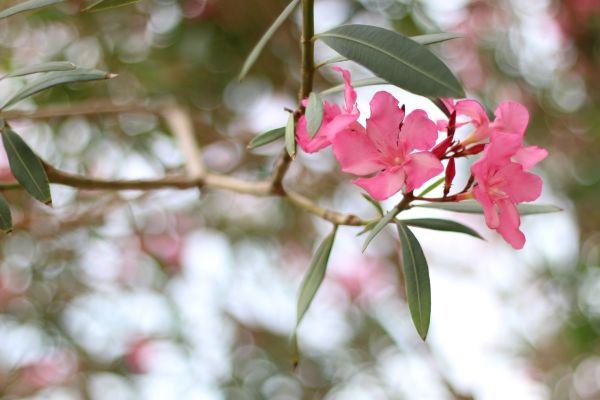 Cost of Oleander Removal in Santa Monica