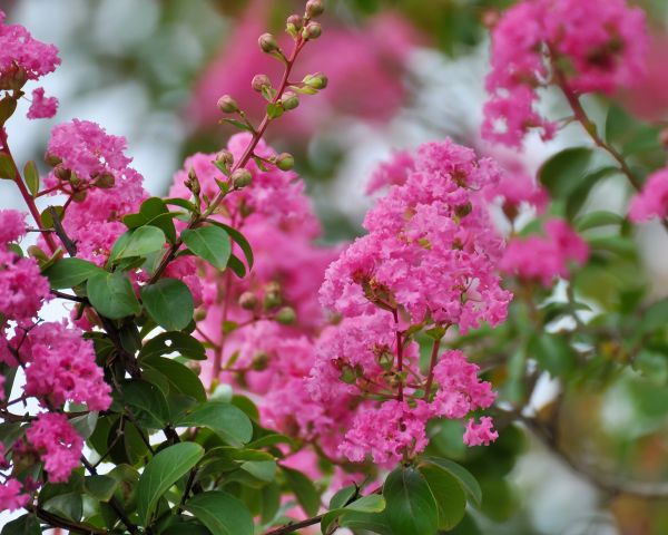 Cost of Crepe Myrtle Removal in Santa Monica