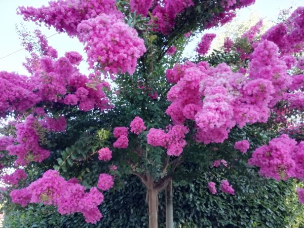 Cost of Crape Myrtle Pruning in Santa Monica
