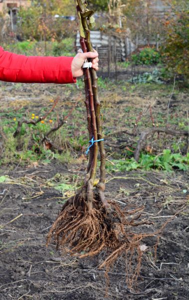 Cost of Shrub Root Removal in Santa Monica