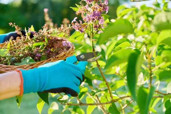 Cost of Lilac Trimming Service in Santa Monica